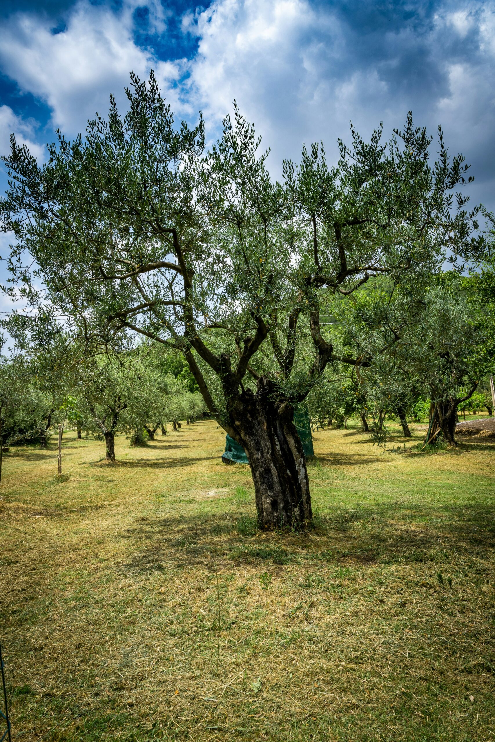 Ancient olive tree representing Umbrian rural traditions and local production