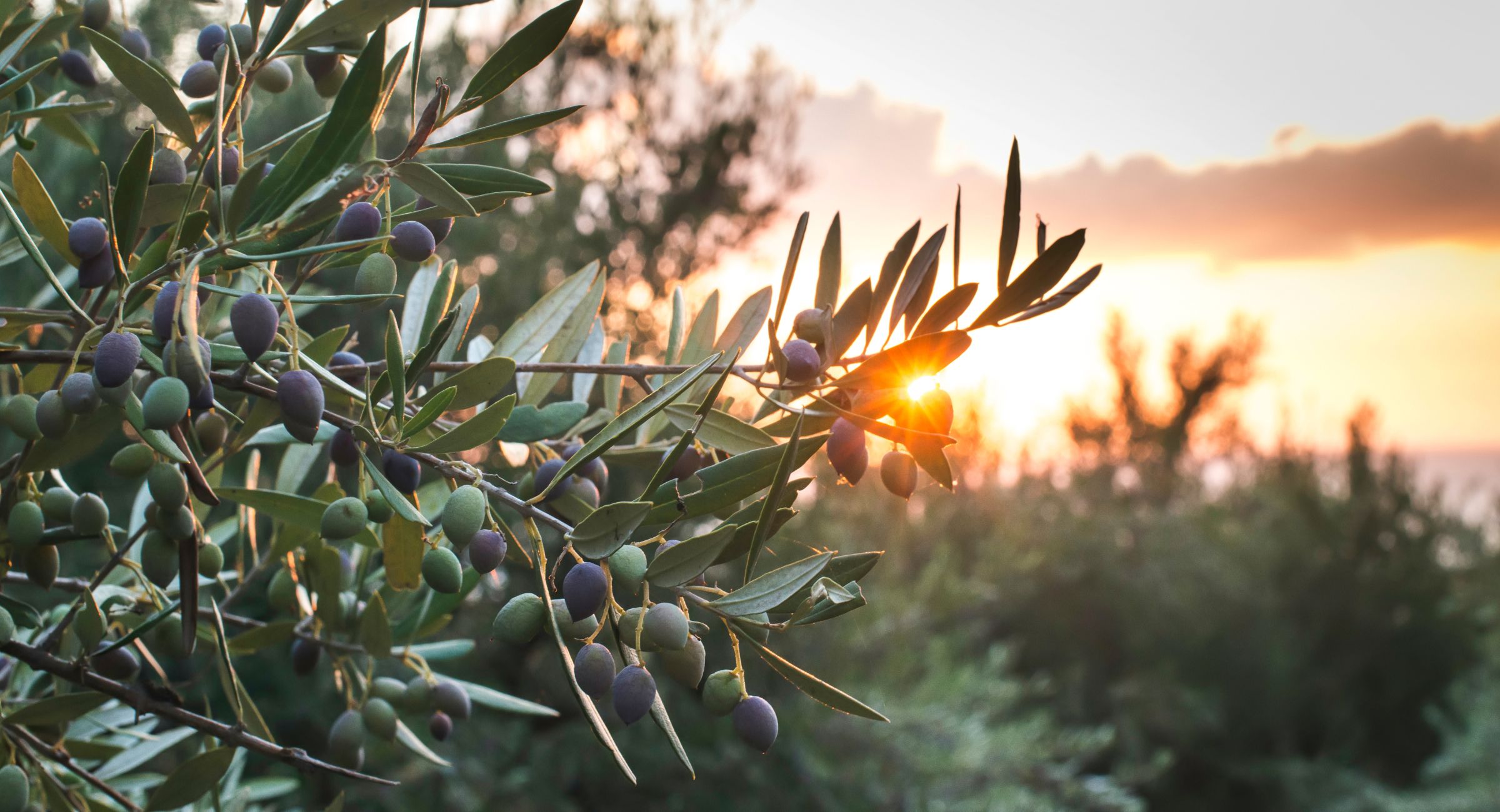 Olive branches at sunset in the rural landscape surrounding Lake Trasimeno