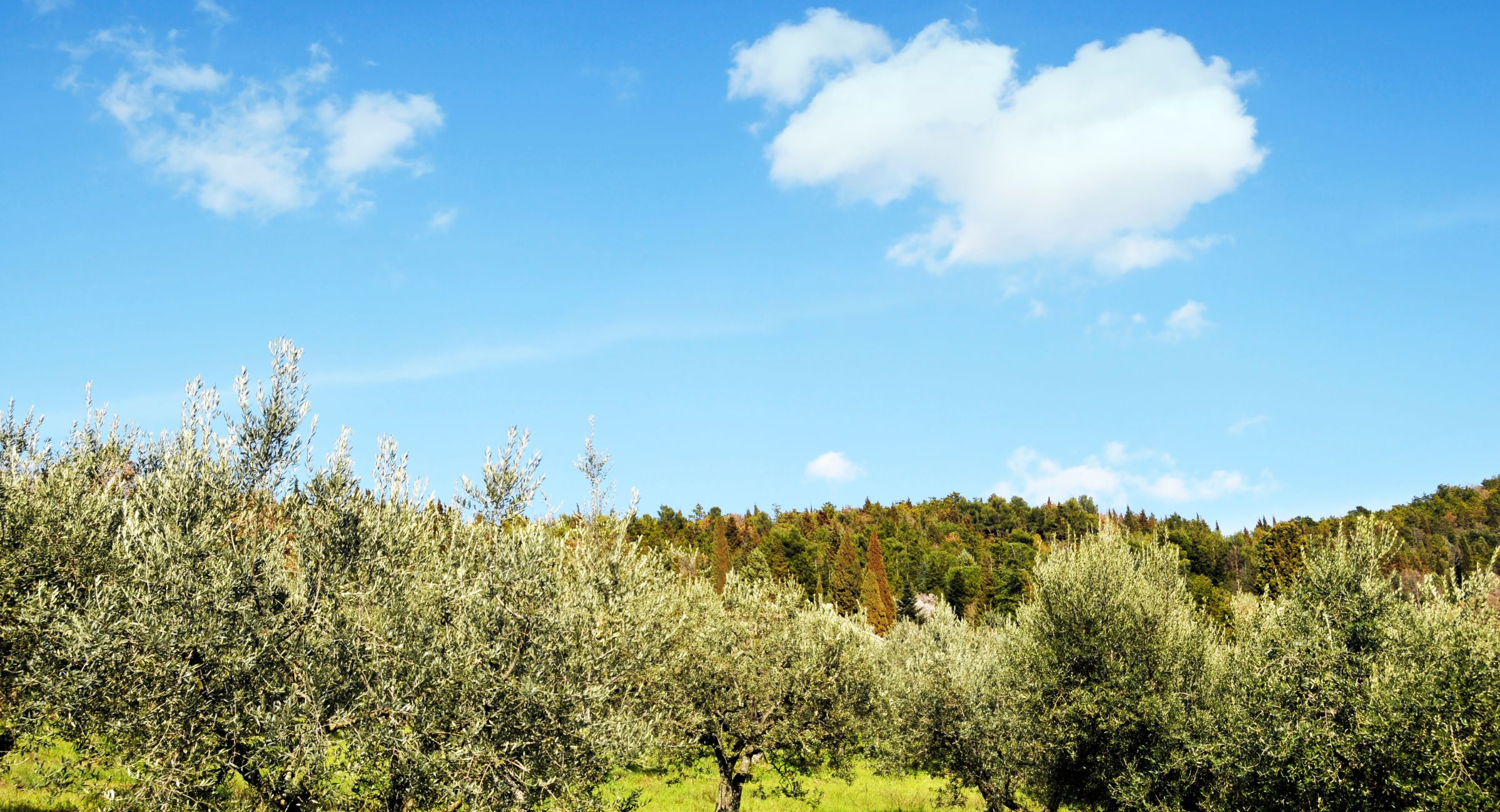 Olive groves across the Umbrian countryside